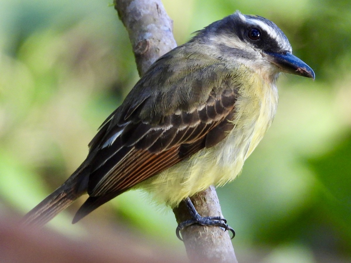 Golden-bellied Flycatcher - ML620964339