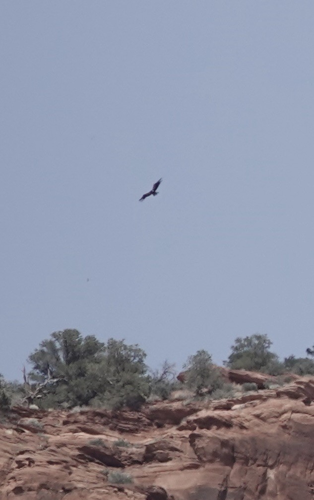 California Condor - ML620964341