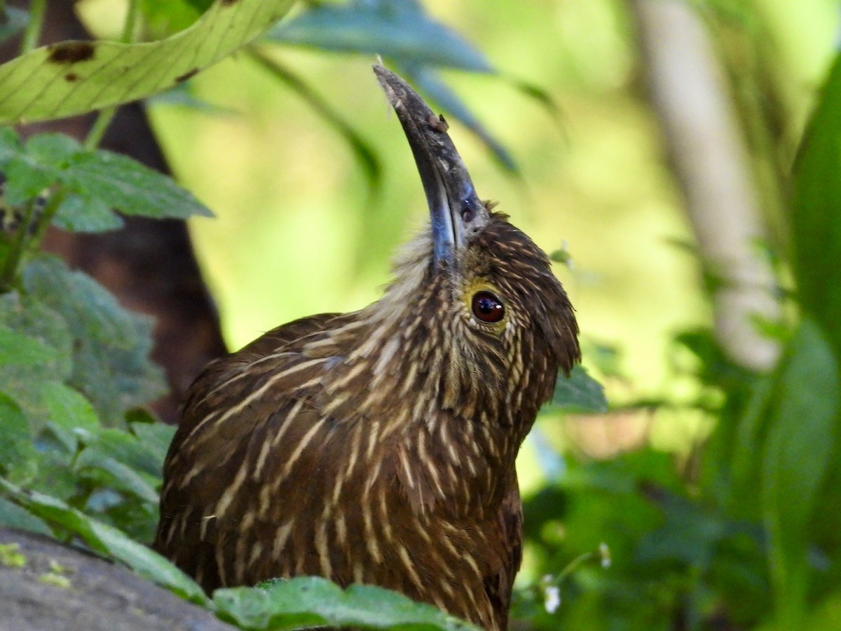 Strong-billed Woodcreeper (Andean/Northern) - ML620964350