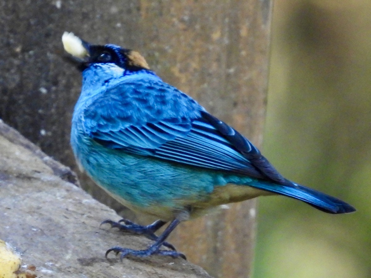 Golden-naped Tanager (Golden-naped) - ML620964397