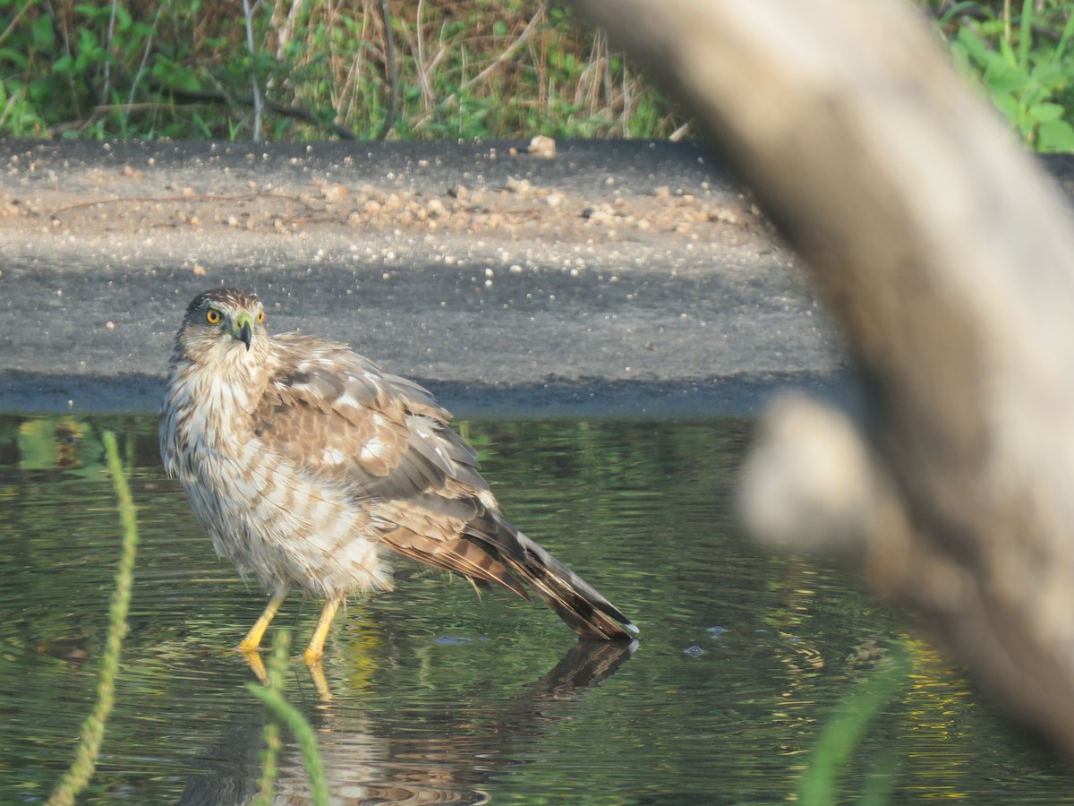 Cooper's Hawk - ML620964410