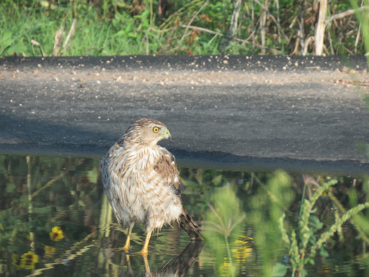 Cooper's Hawk - ML620964411