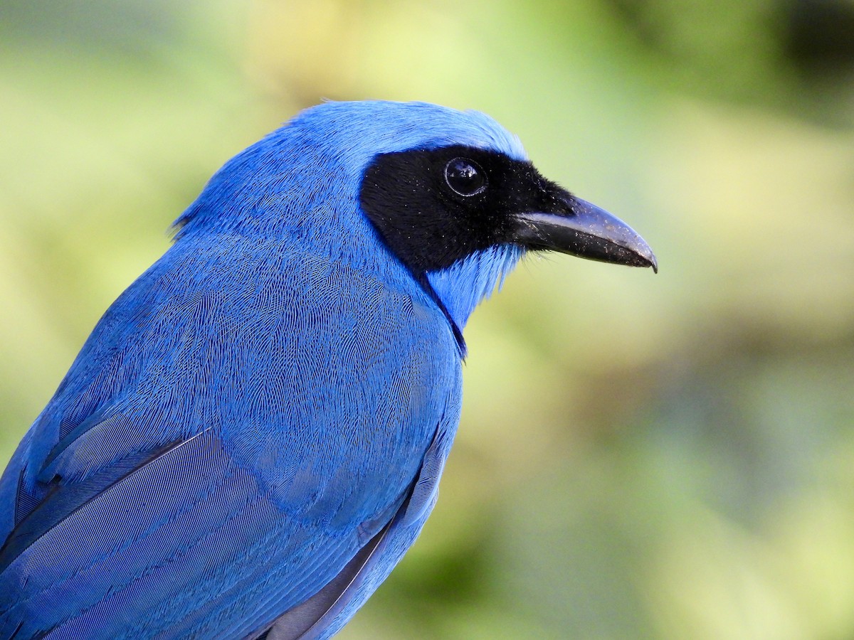 Turquoise Jay - ML620964416