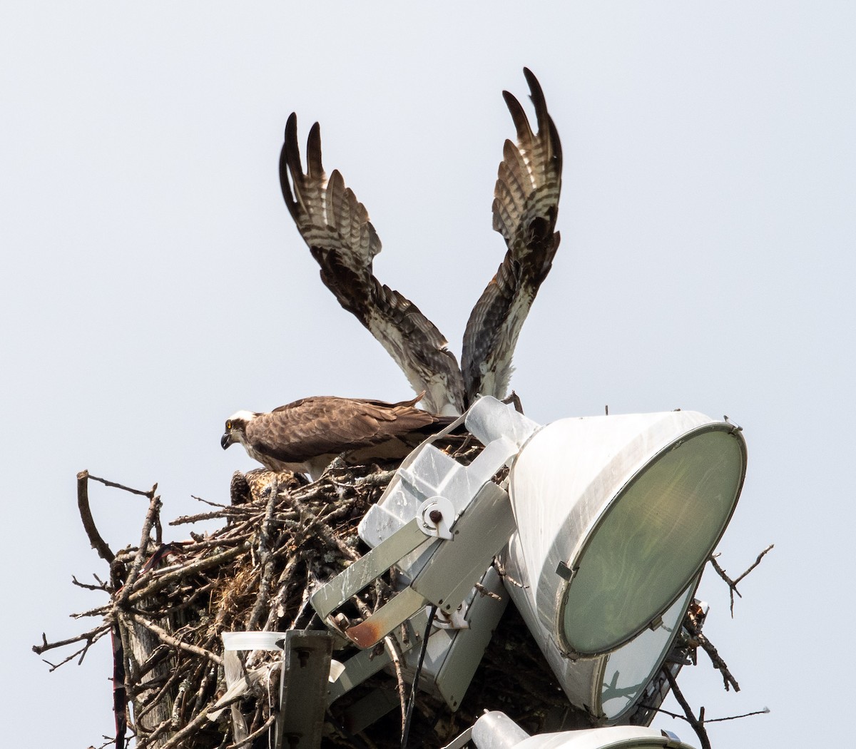 Osprey - Susan Lanier