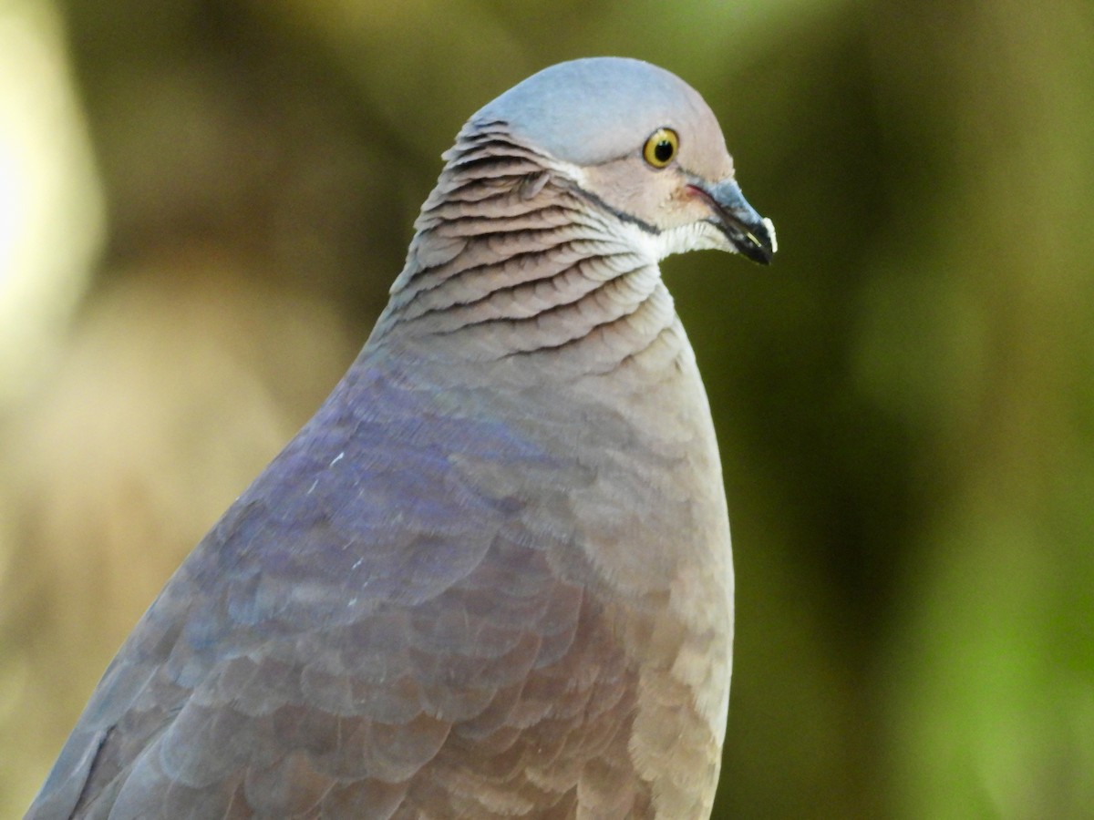 holub bělohrdlý - ML620964439