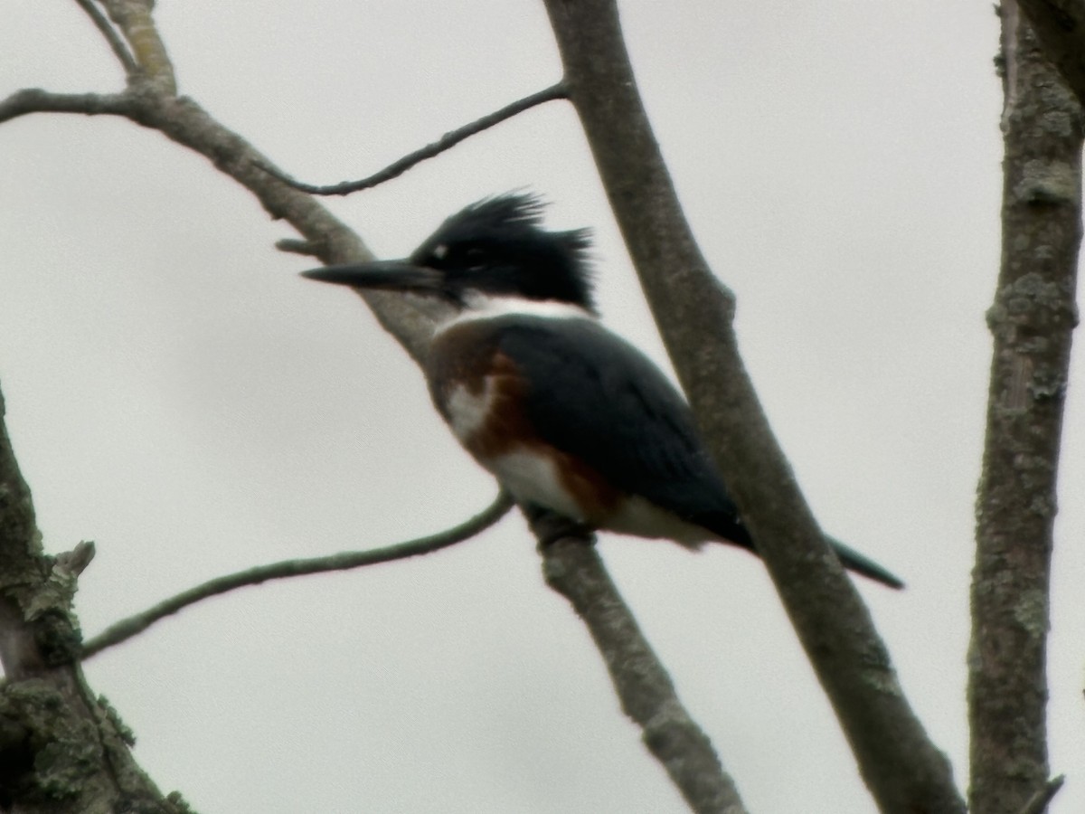 Belted Kingfisher - ML620964442