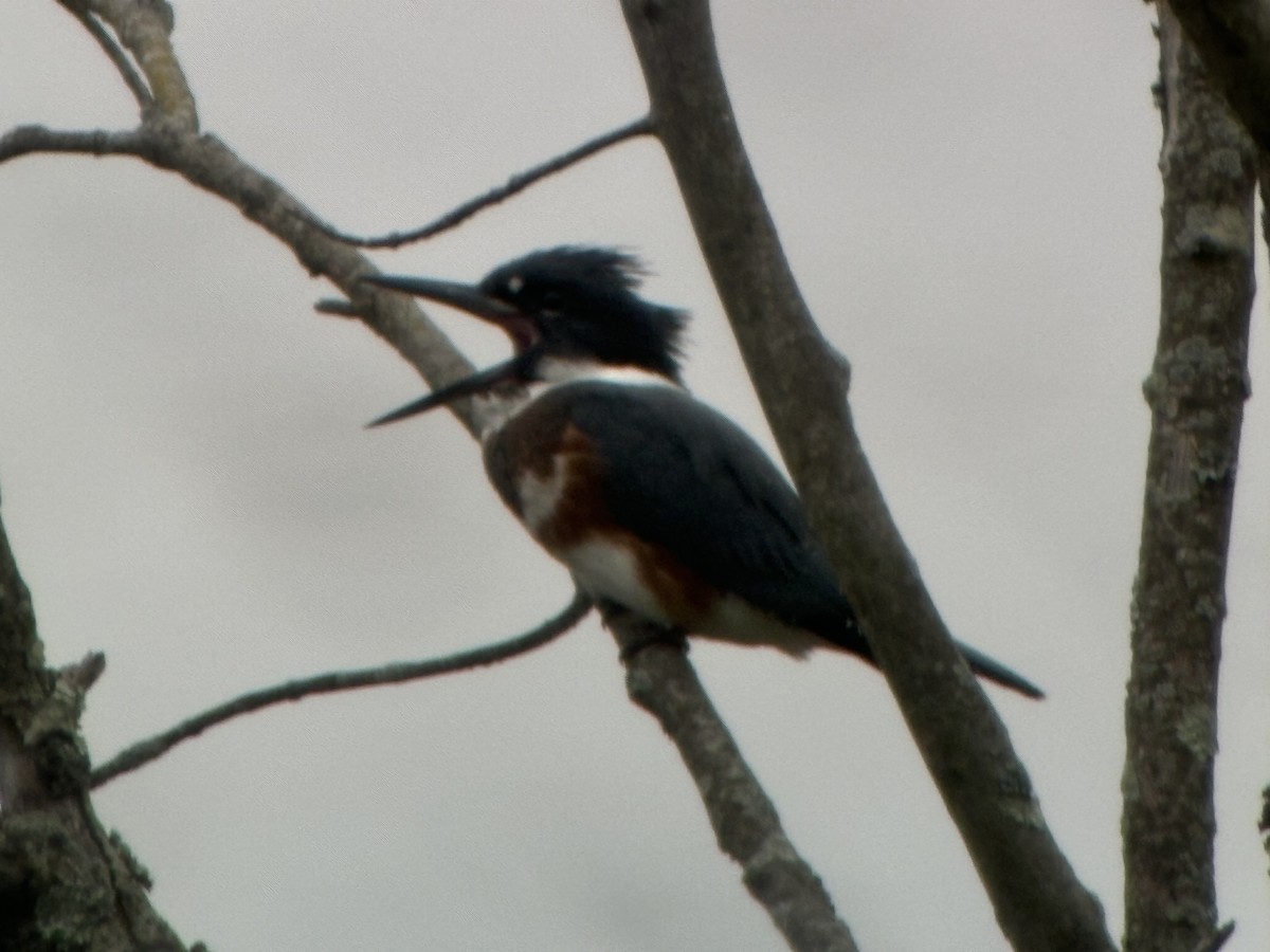 Belted Kingfisher - ML620964443