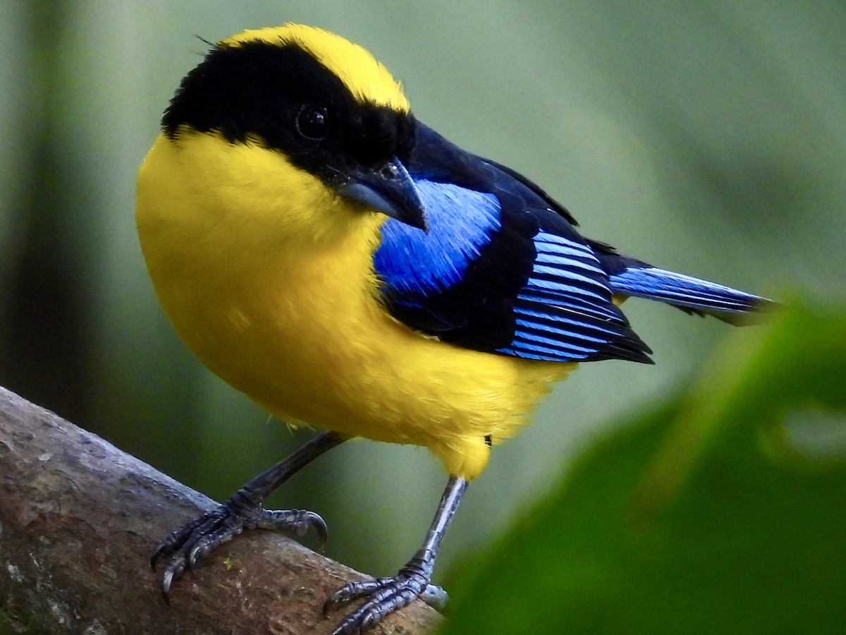 Blue-winged Mountain Tanager (Blue-winged) - Chris Butler