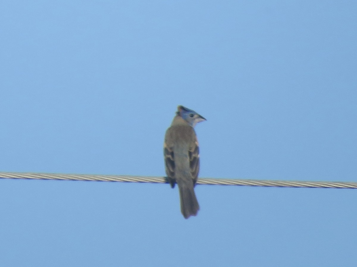 Blue Grosbeak - ML620964489