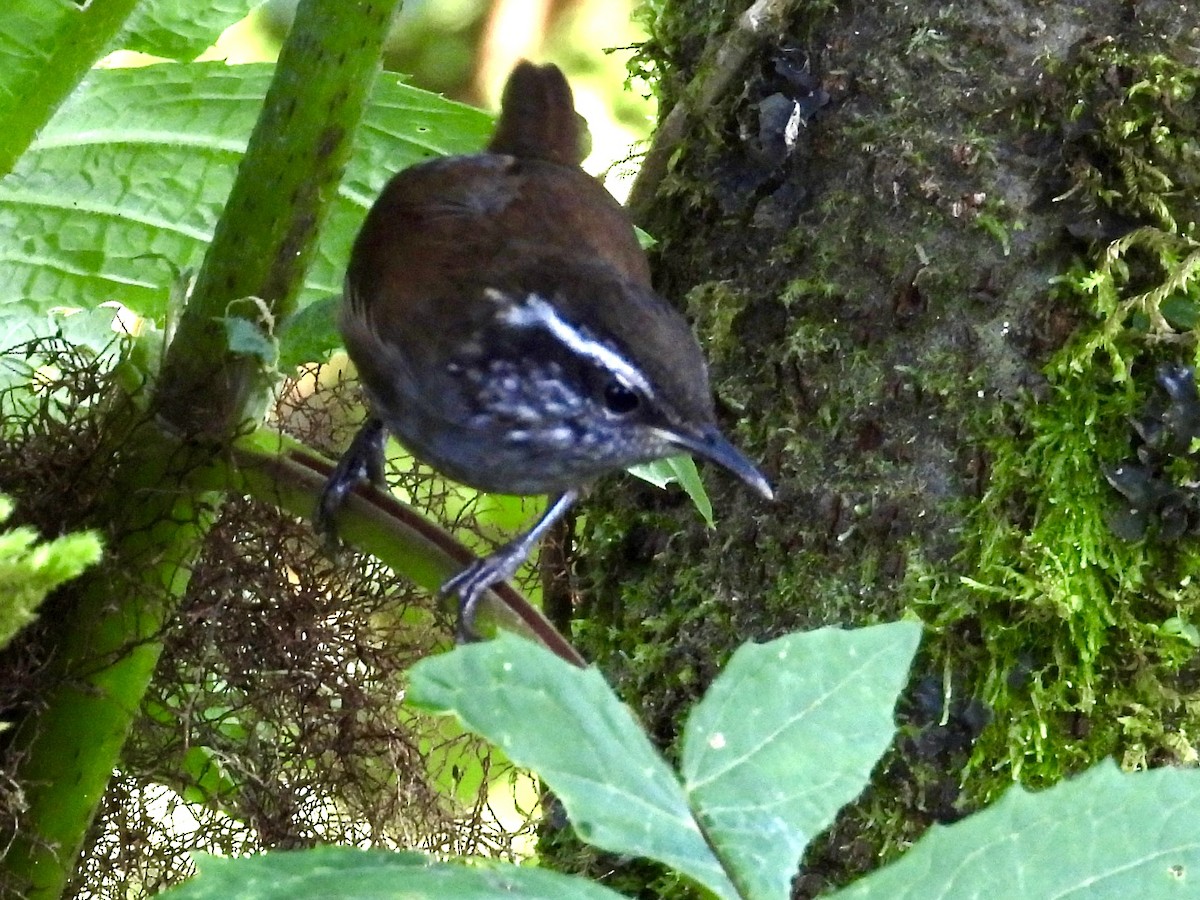 střízlík šedoprsý - ML620964500