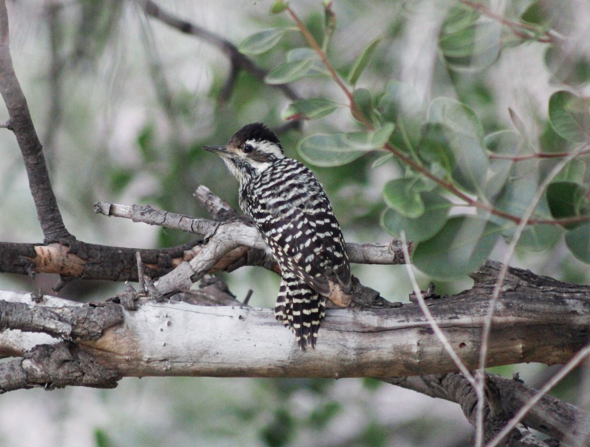 Striped Woodpecker - ML620964572