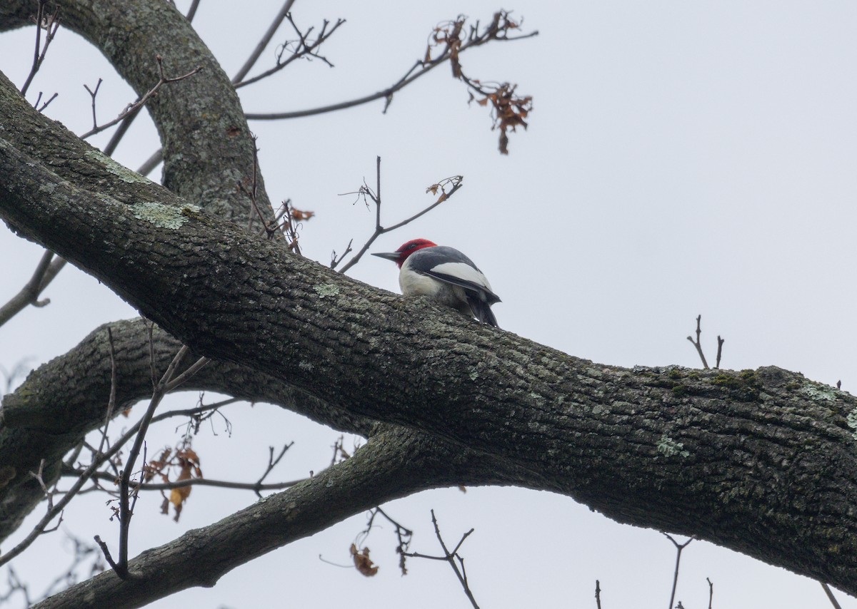 Red-headed Woodpecker - ML620964644