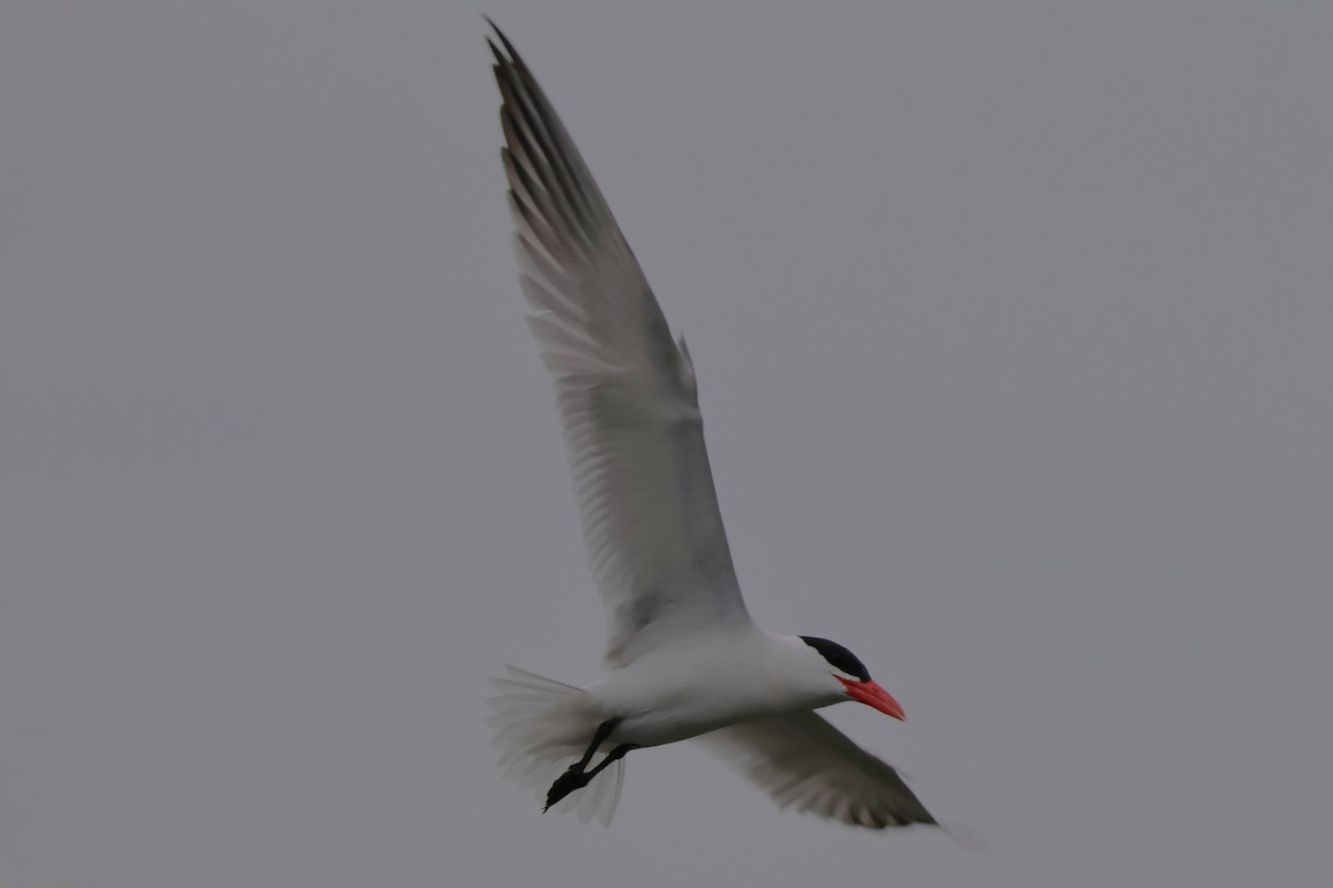 Caspian Tern - ML620964658