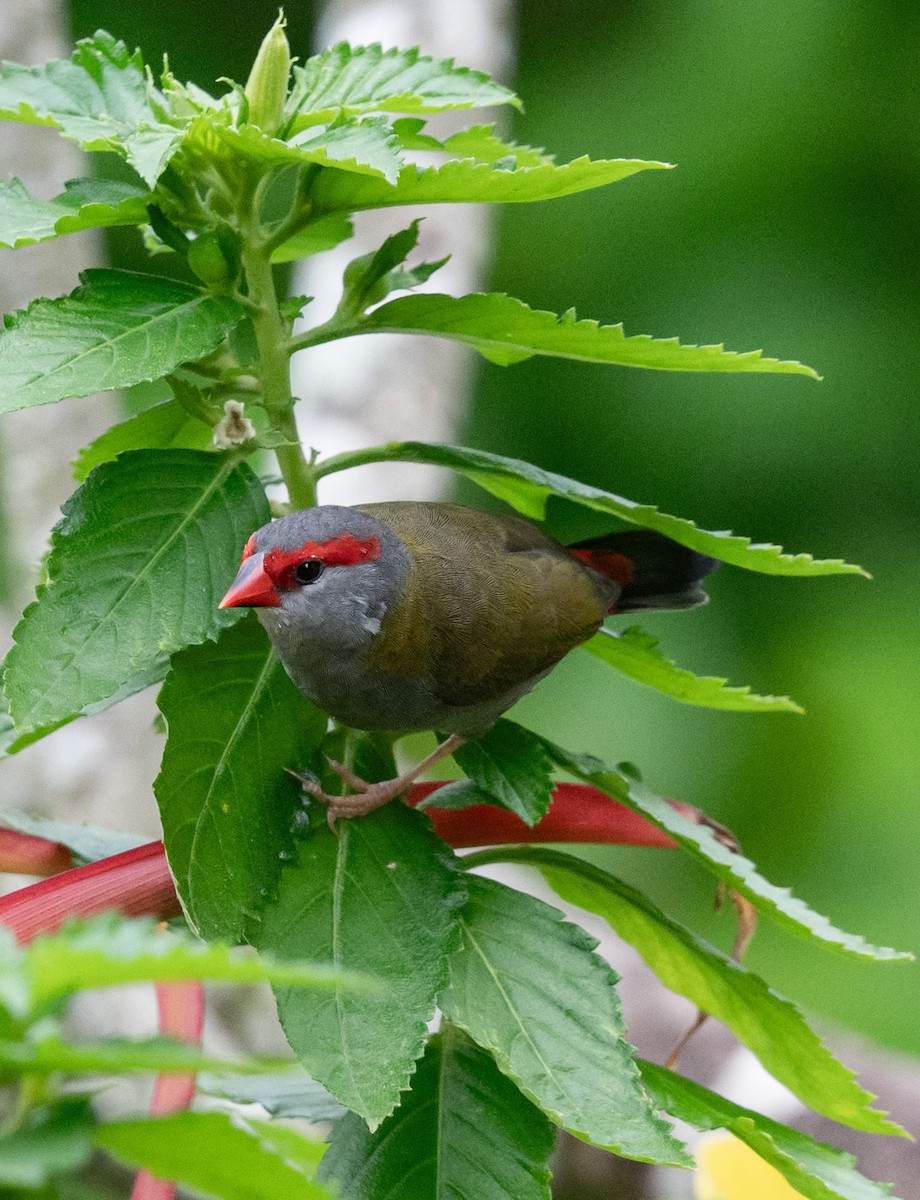 Red-browed Firetail - ML620964748