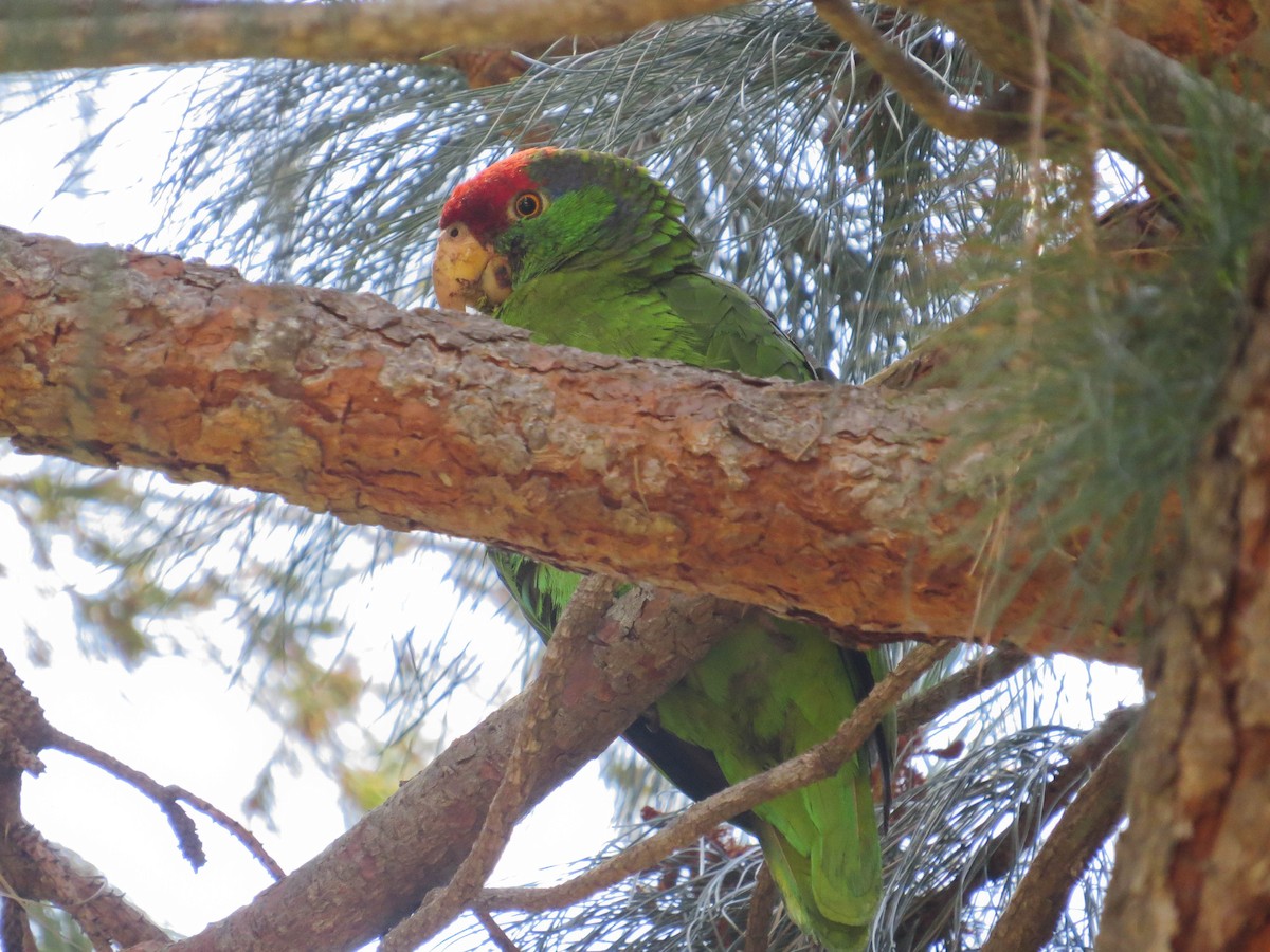 Red-crowned Parrot - ML620964780