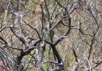 Eastern Wood-Pewee - ML620964855