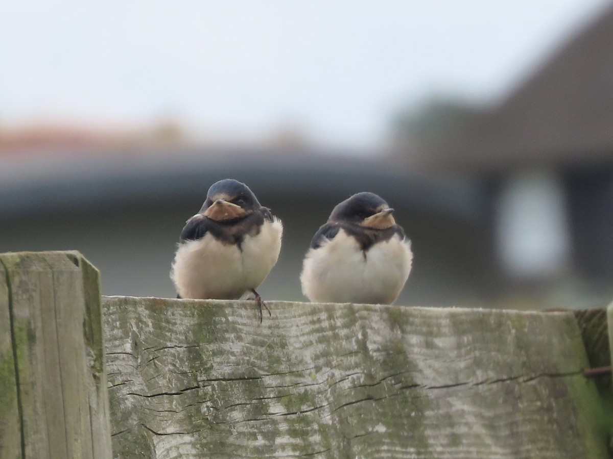 Barn Swallow - christopher stuart elmer