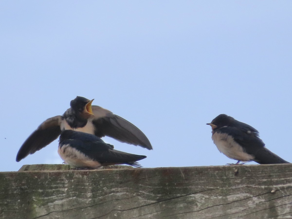 Barn Swallow - christopher stuart elmer