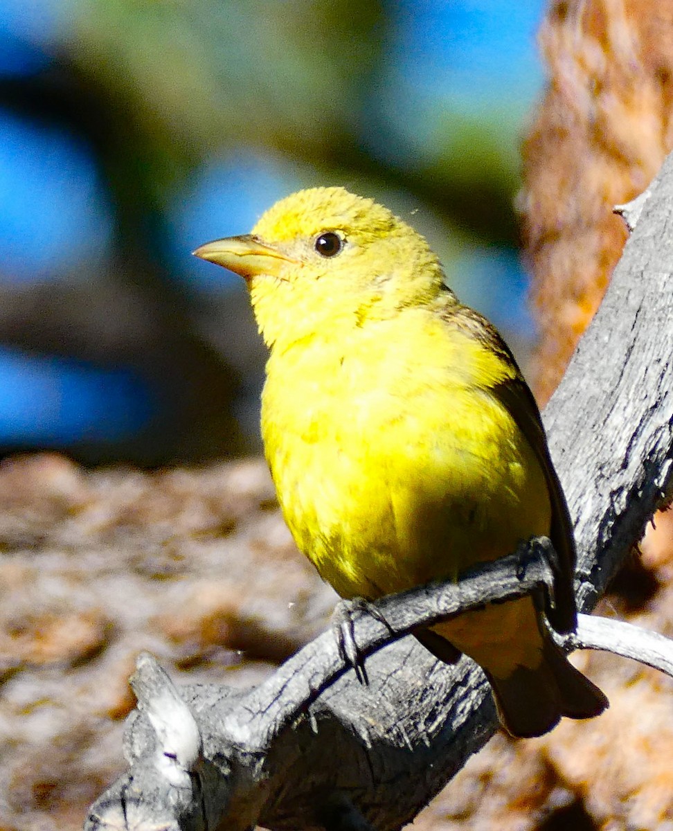 Western Tanager - ML620964912