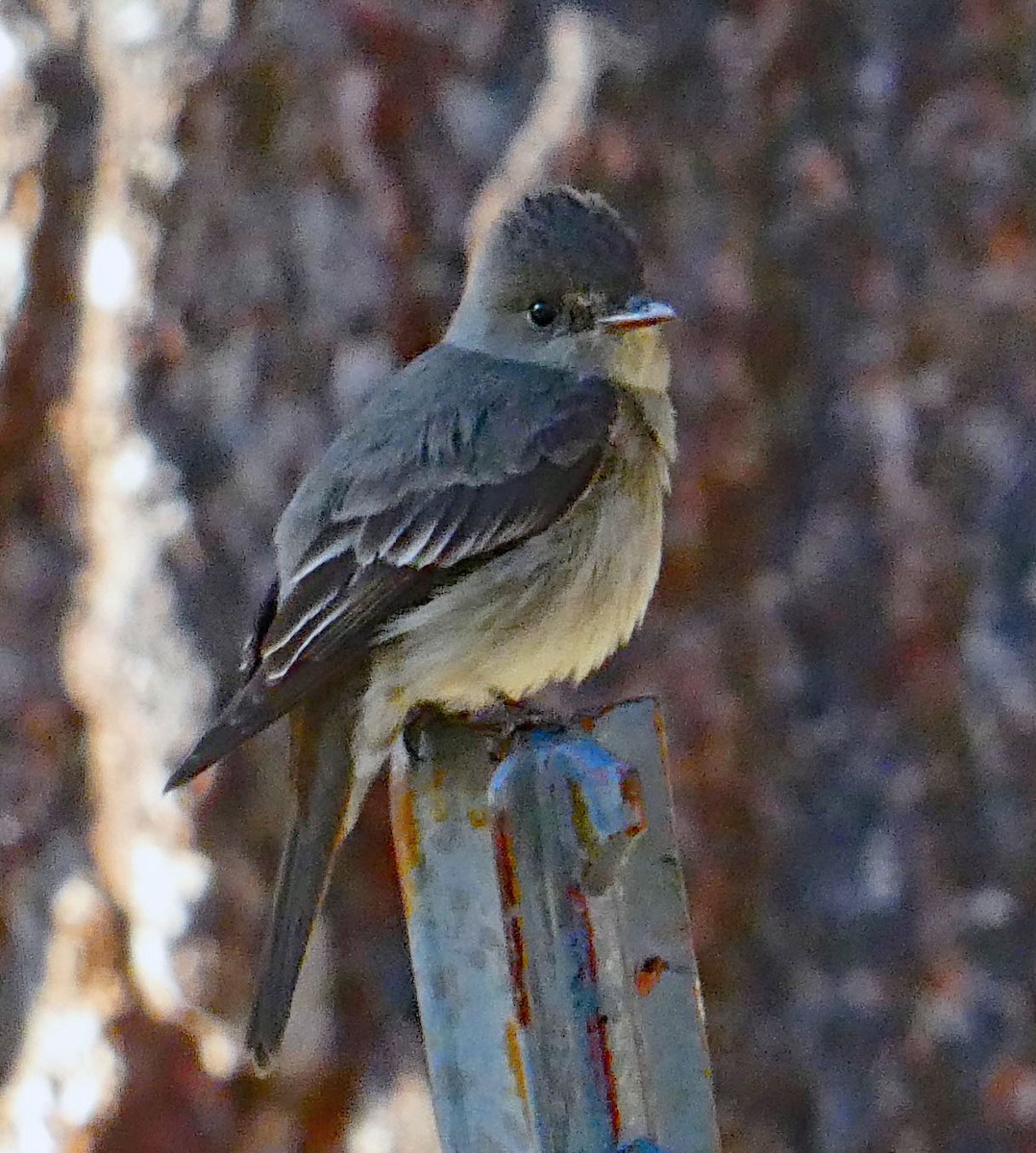 Western Wood-Pewee - ML620964917