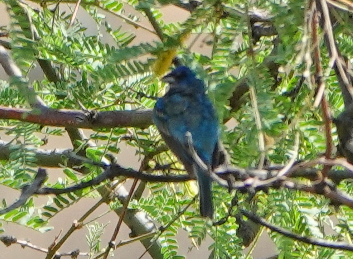 Indigo Bunting - ML620964924