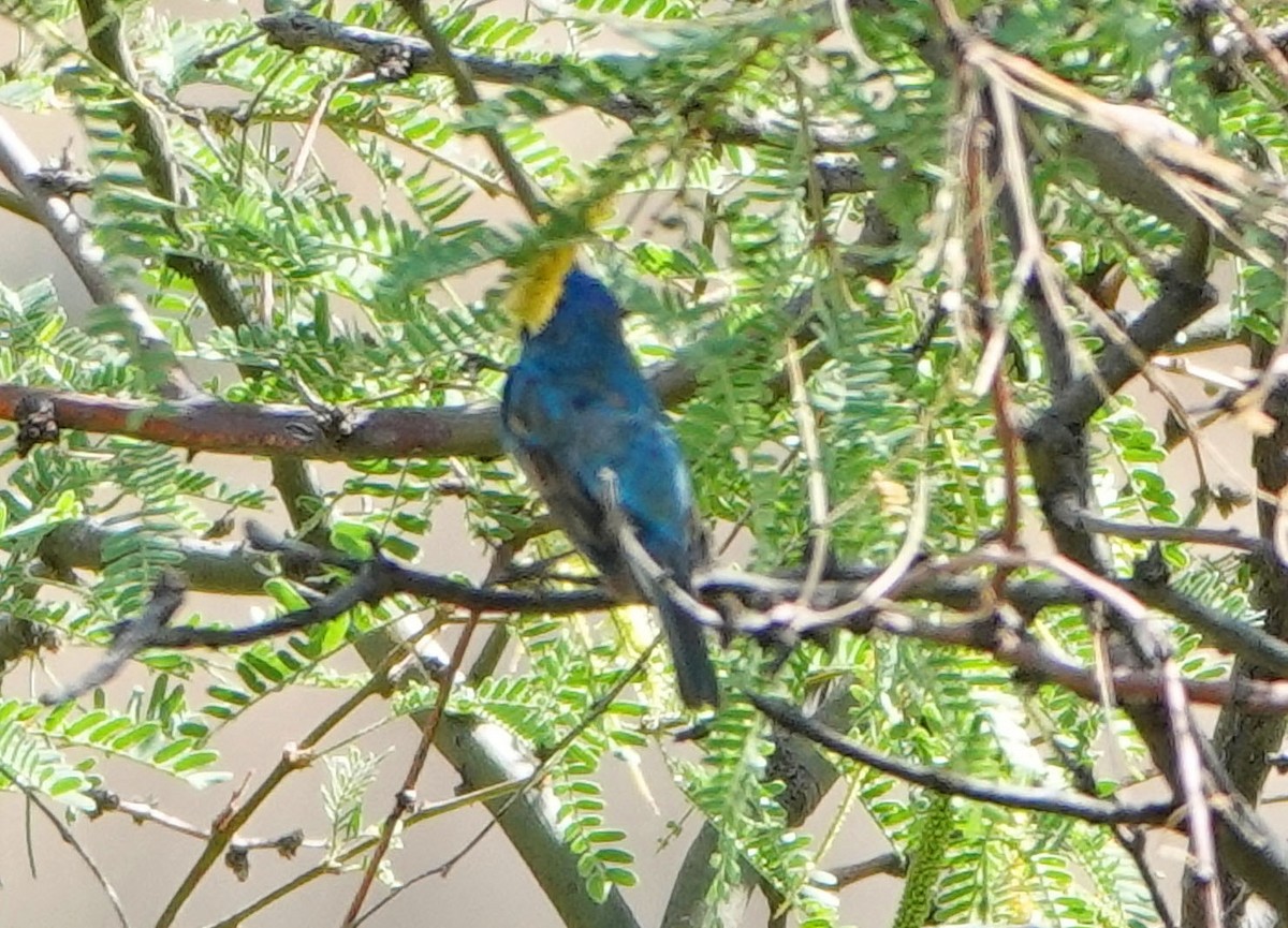 Indigo Bunting - ML620964948