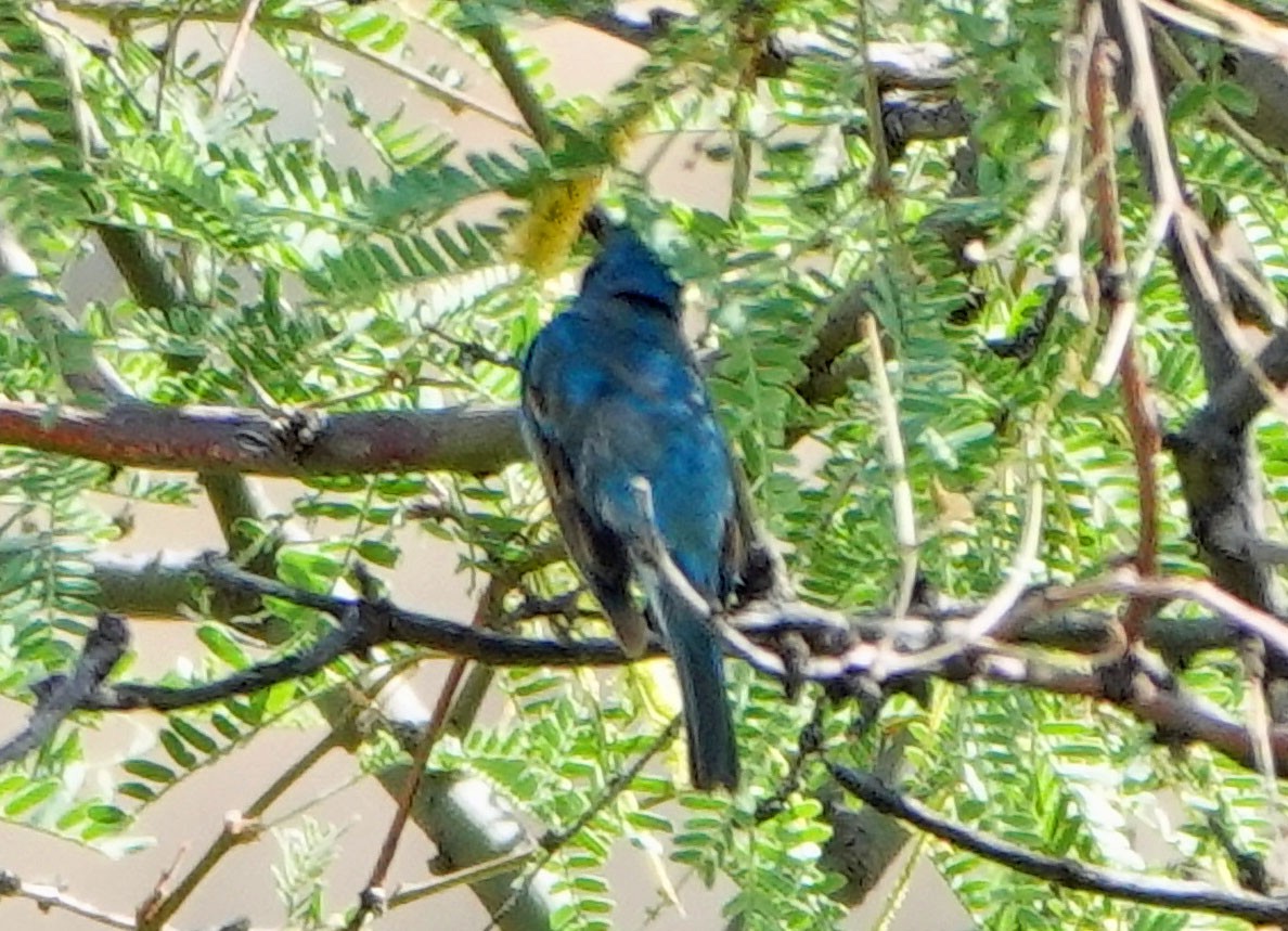 Indigo Bunting - ML620964952