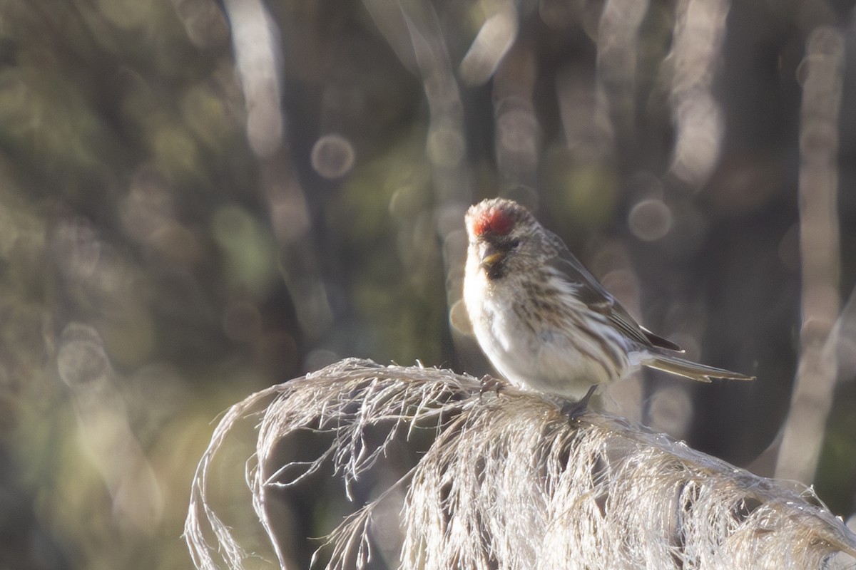 Redpoll (Lesser) - ML620964955