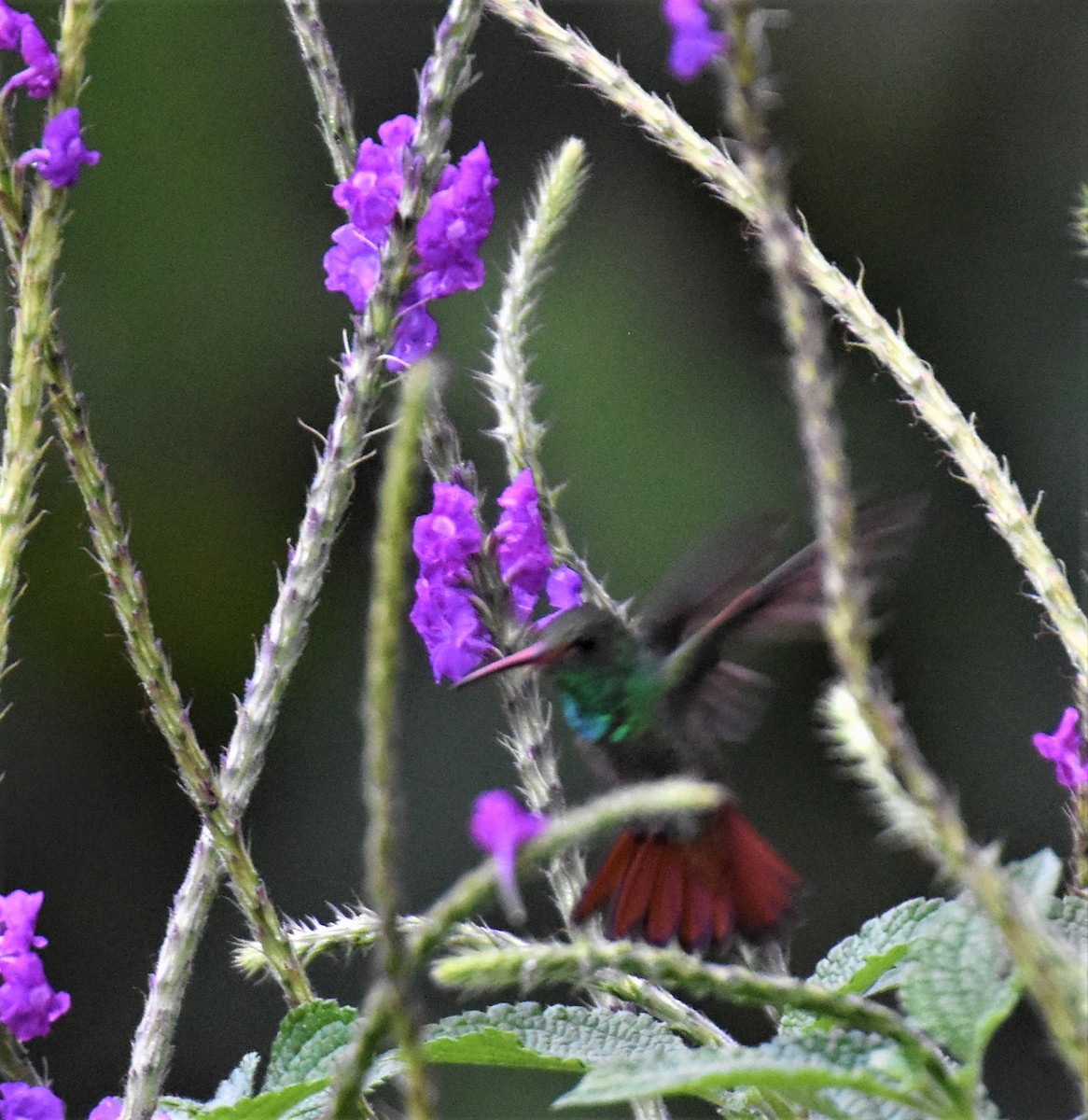 Rufous-tailed Hummingbird - ML620965063