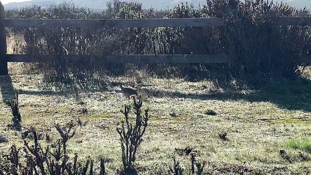 Chilean Tinamou - ML620965218