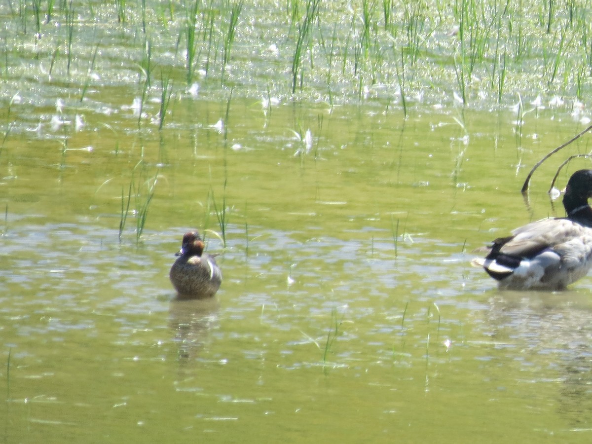 Green-winged Teal - ML620965248