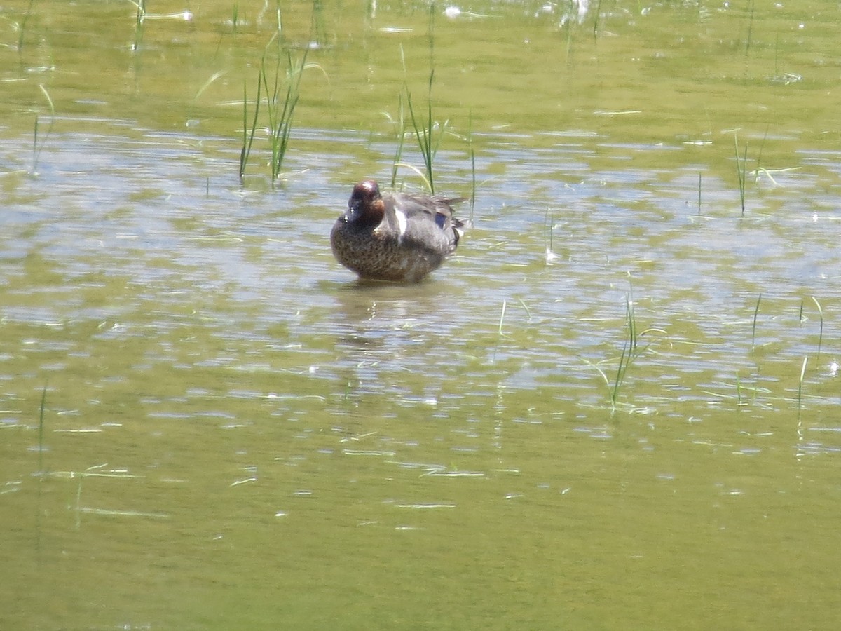 Green-winged Teal - ML620965252