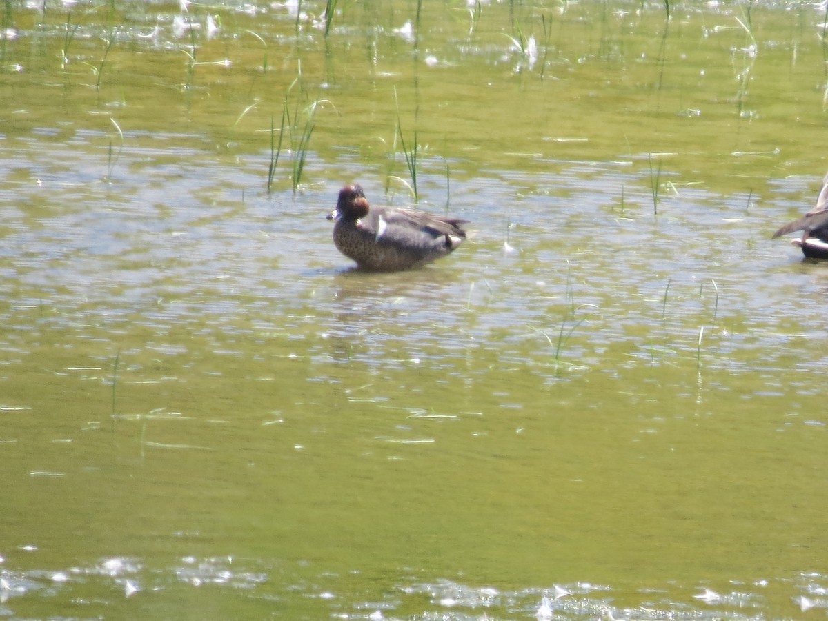 Green-winged Teal - ML620965253