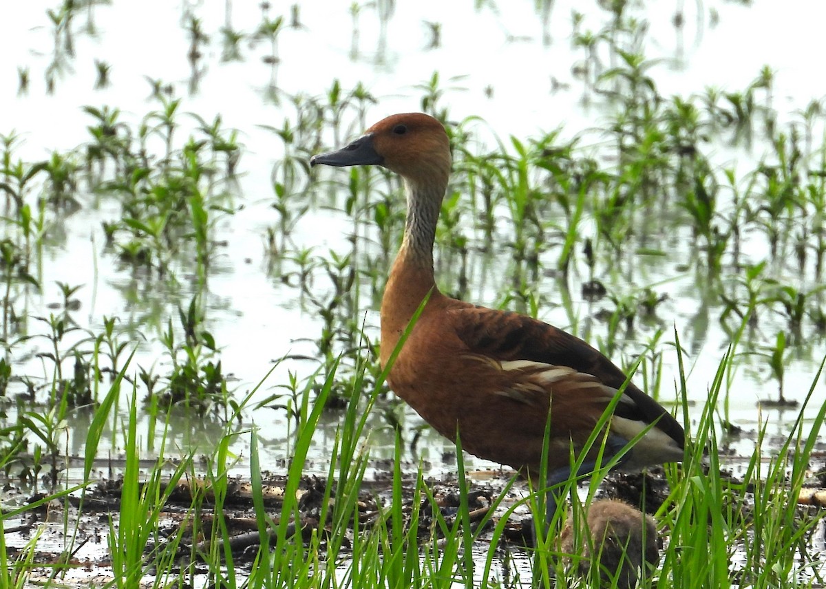 Fulvous Whistling-Duck - ML620965314