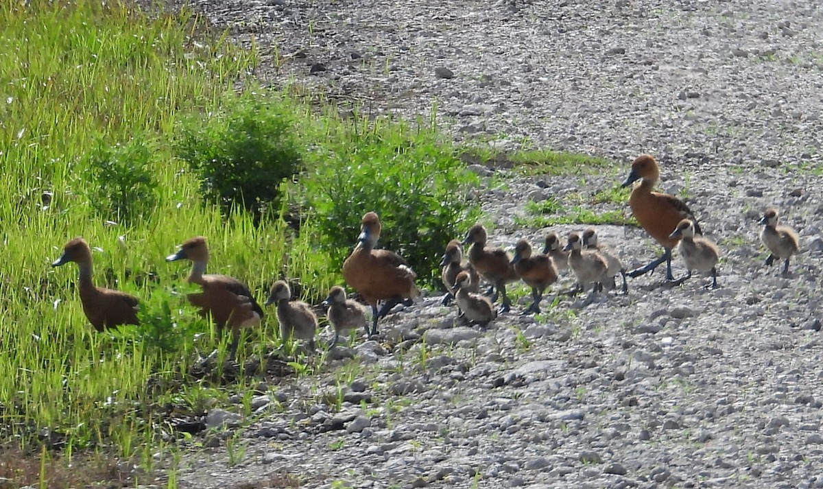 Fulvous Whistling-Duck - ML620965315