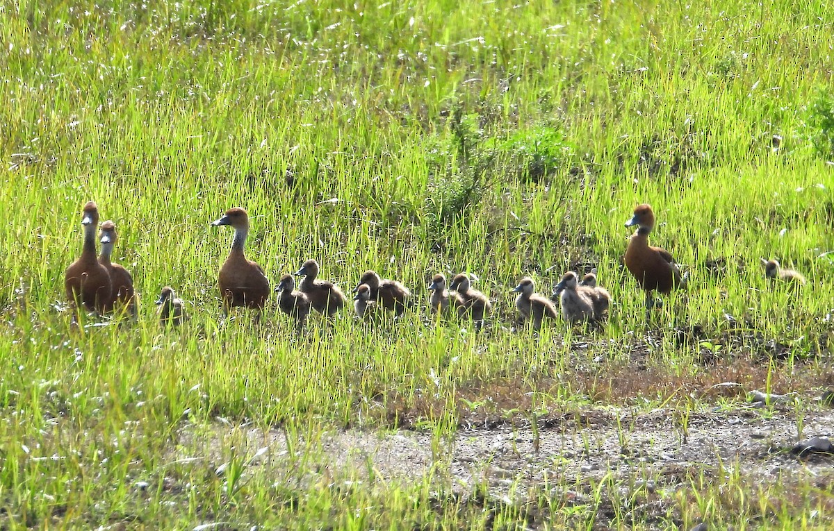 Fulvous Whistling-Duck - ML620965318