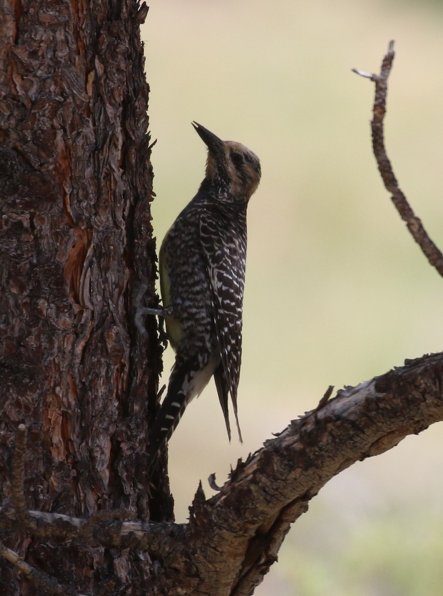 Williamson's Sapsucker - ML620965351