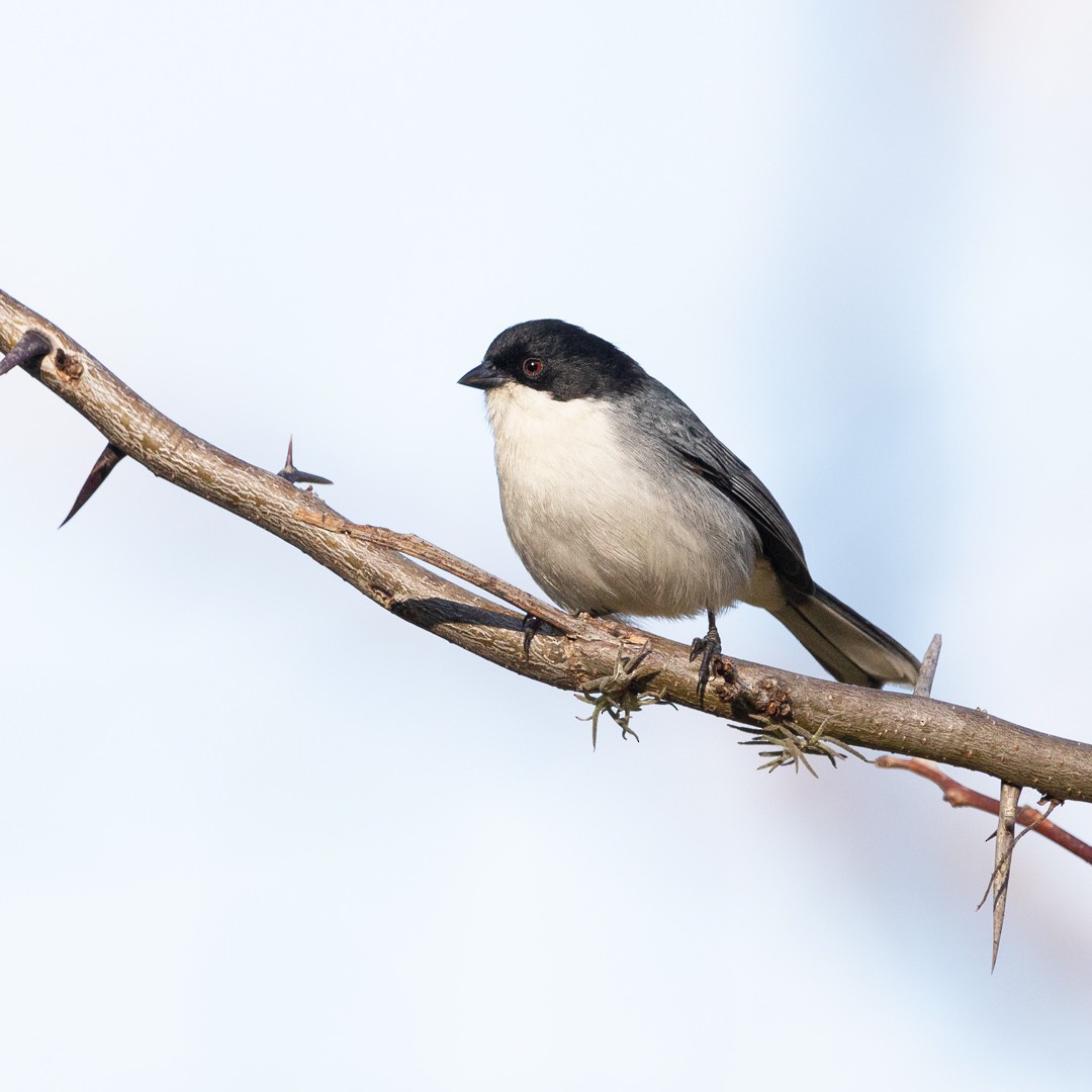 Black-capped Warbling Finch - ML620965354