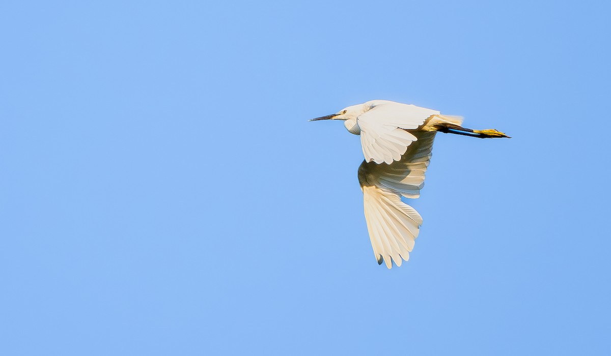 Little Egret - ML620965432