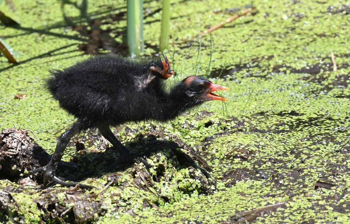 Common Gallinule - ML620965440