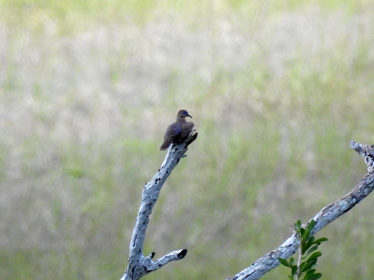 Zenaida Dove - ML620965456