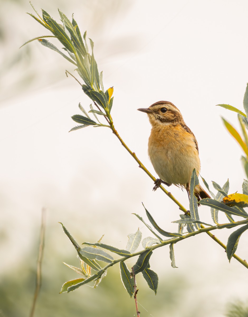 Whinchat - ML620965463