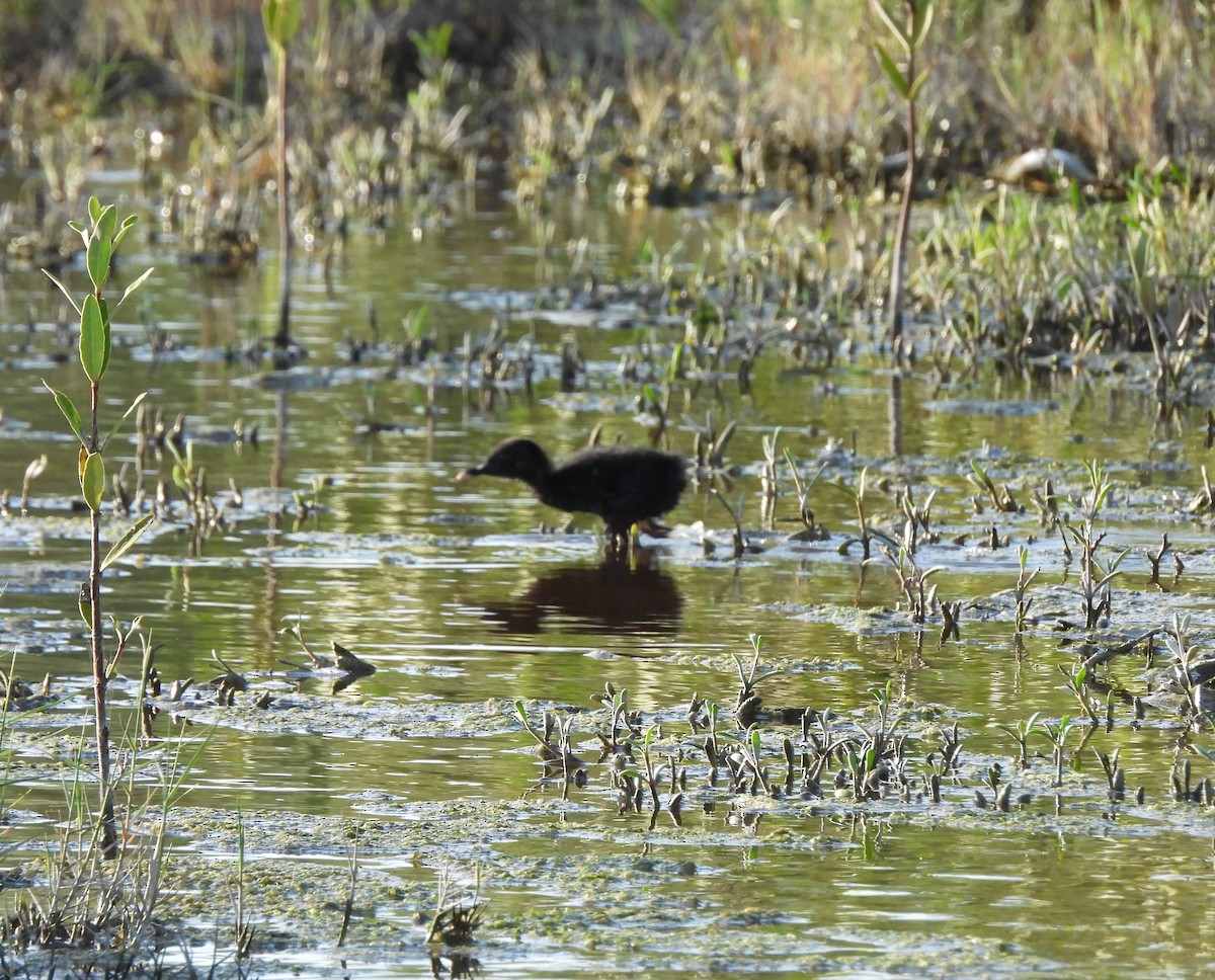 Clapper Rail (Yucatan) - ML620965470