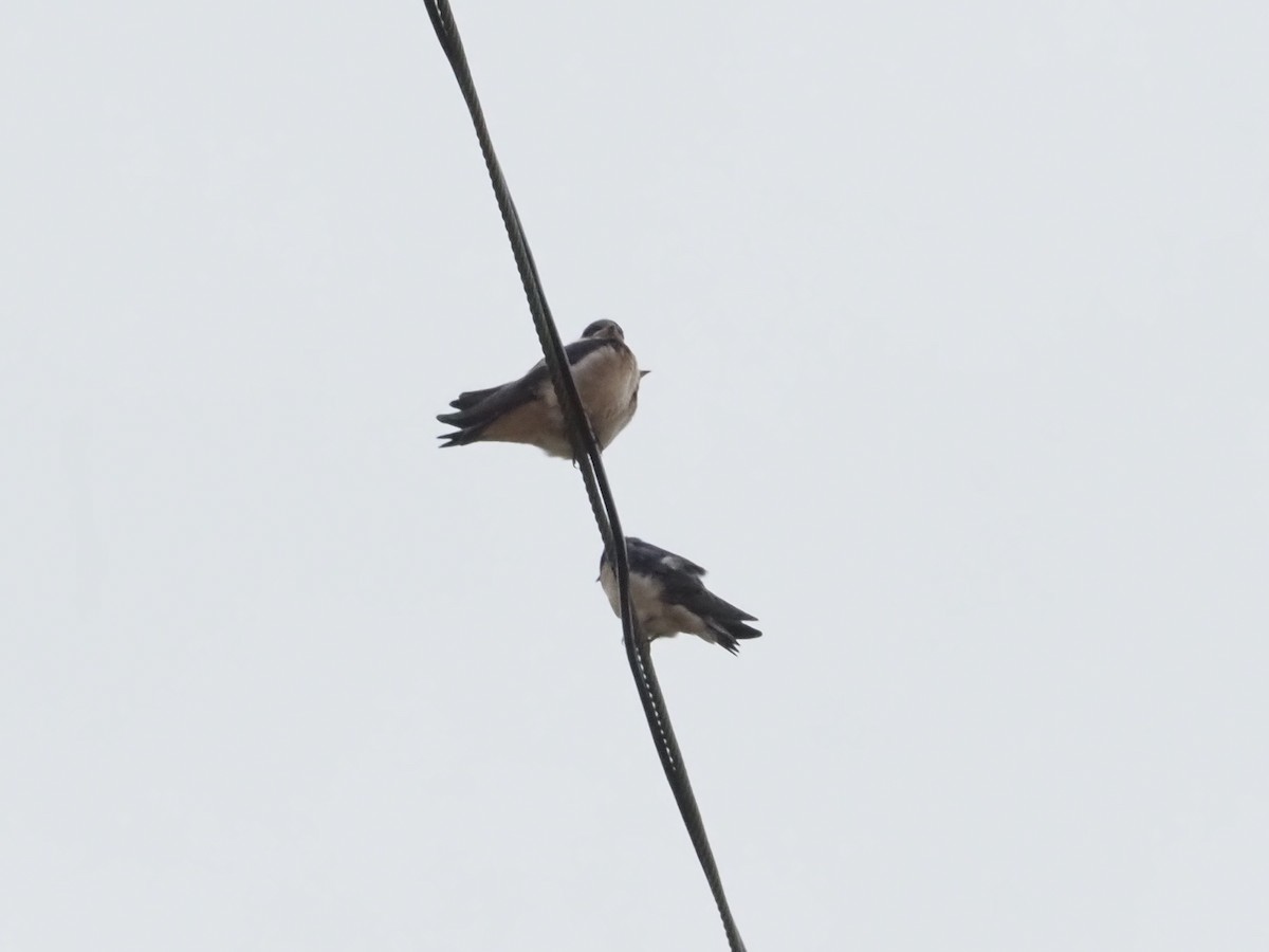 Barn Swallow - ML620965493