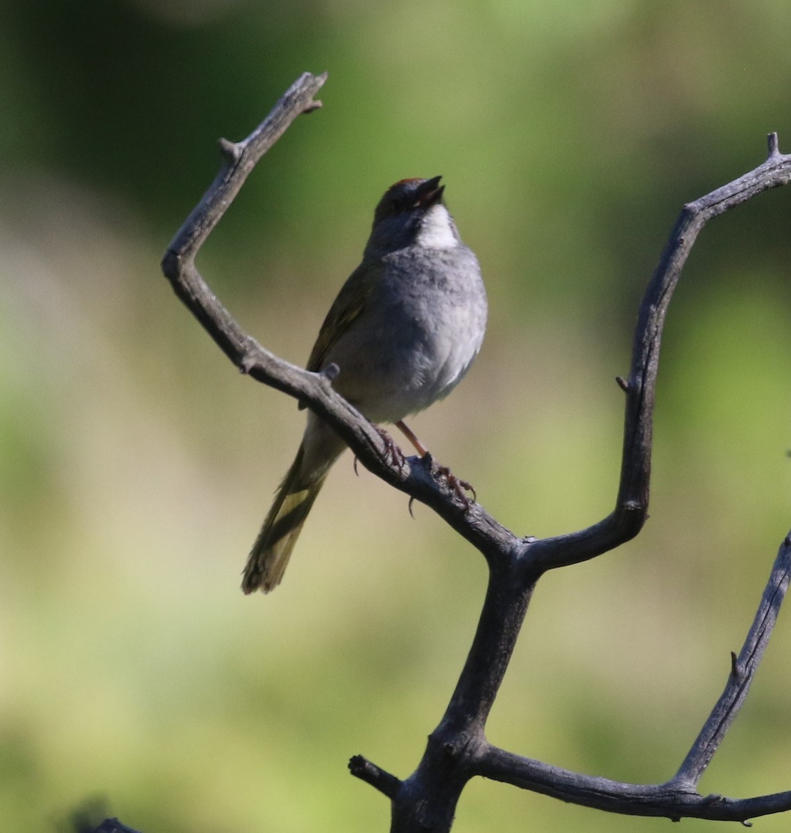 Green-tailed Towhee - Don Coons