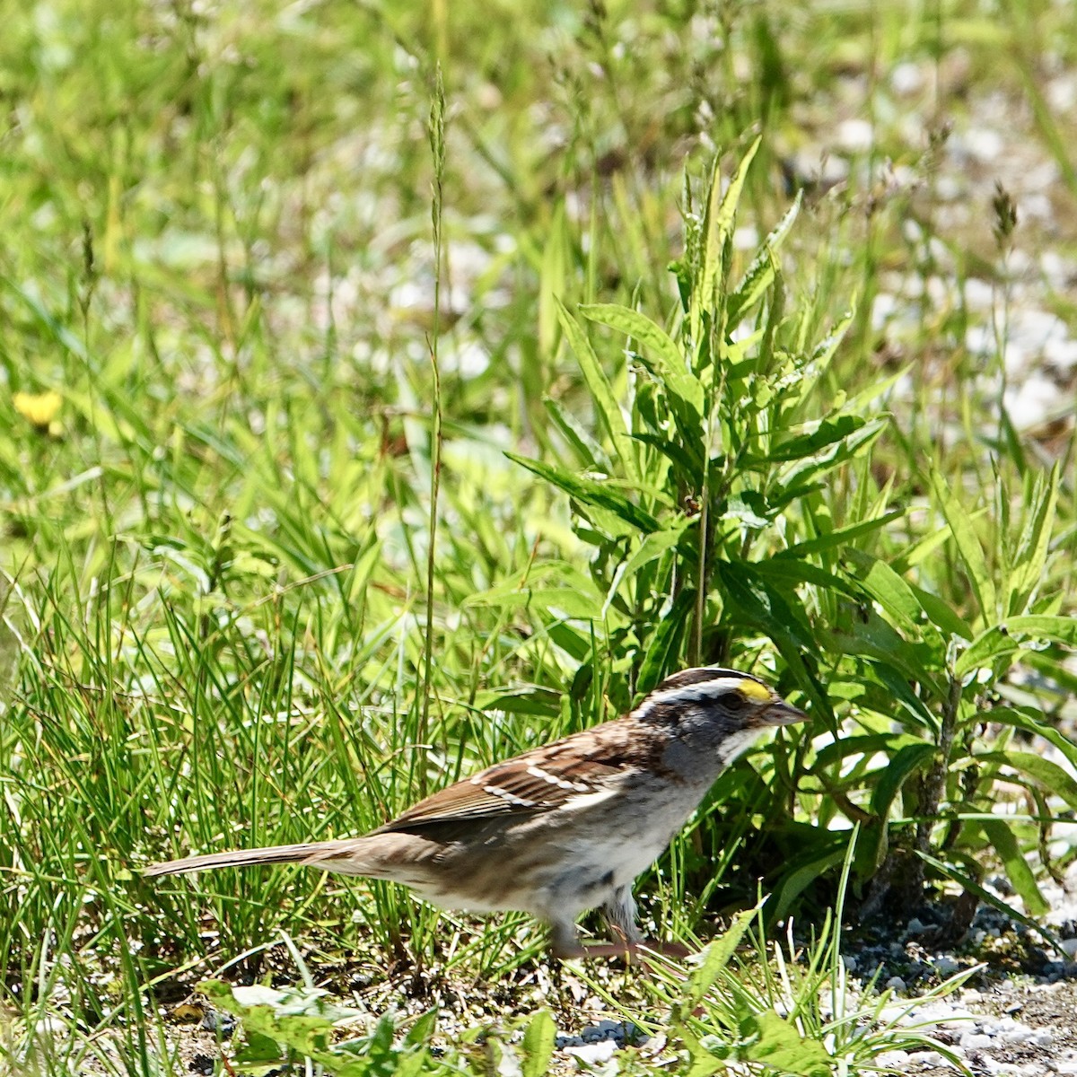 White-throated Sparrow - ML620965538
