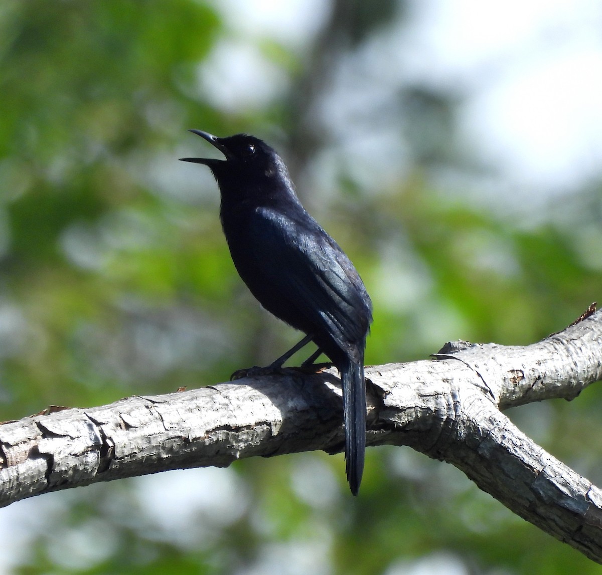 Pájaro Gato Negro - ML620965556