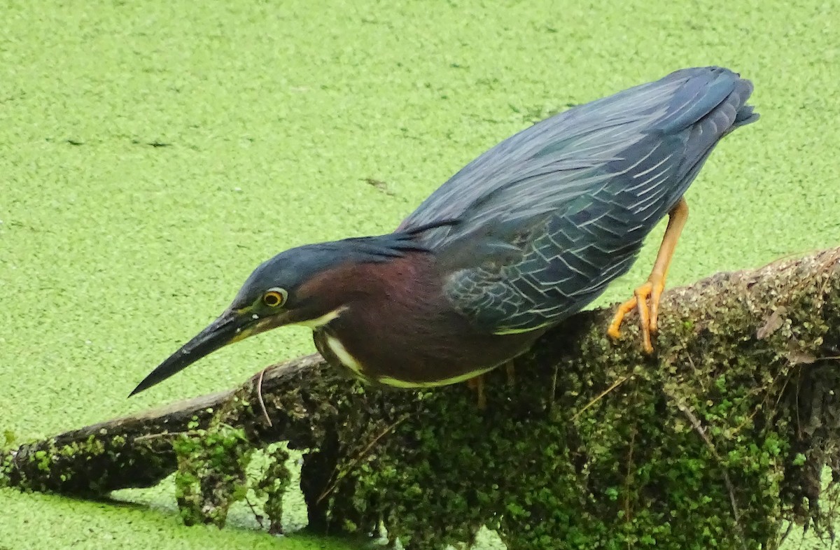 Green Heron - ML62096561