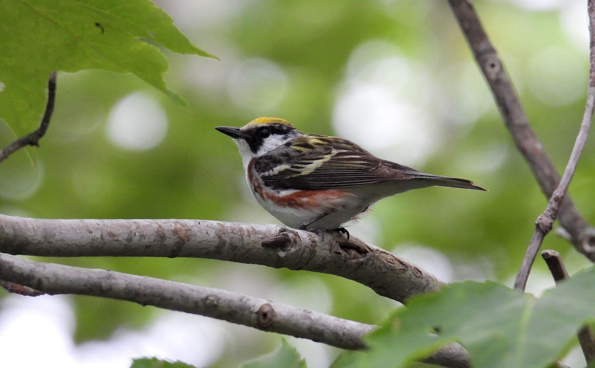 lesňáček rezavoboký - ML620965884