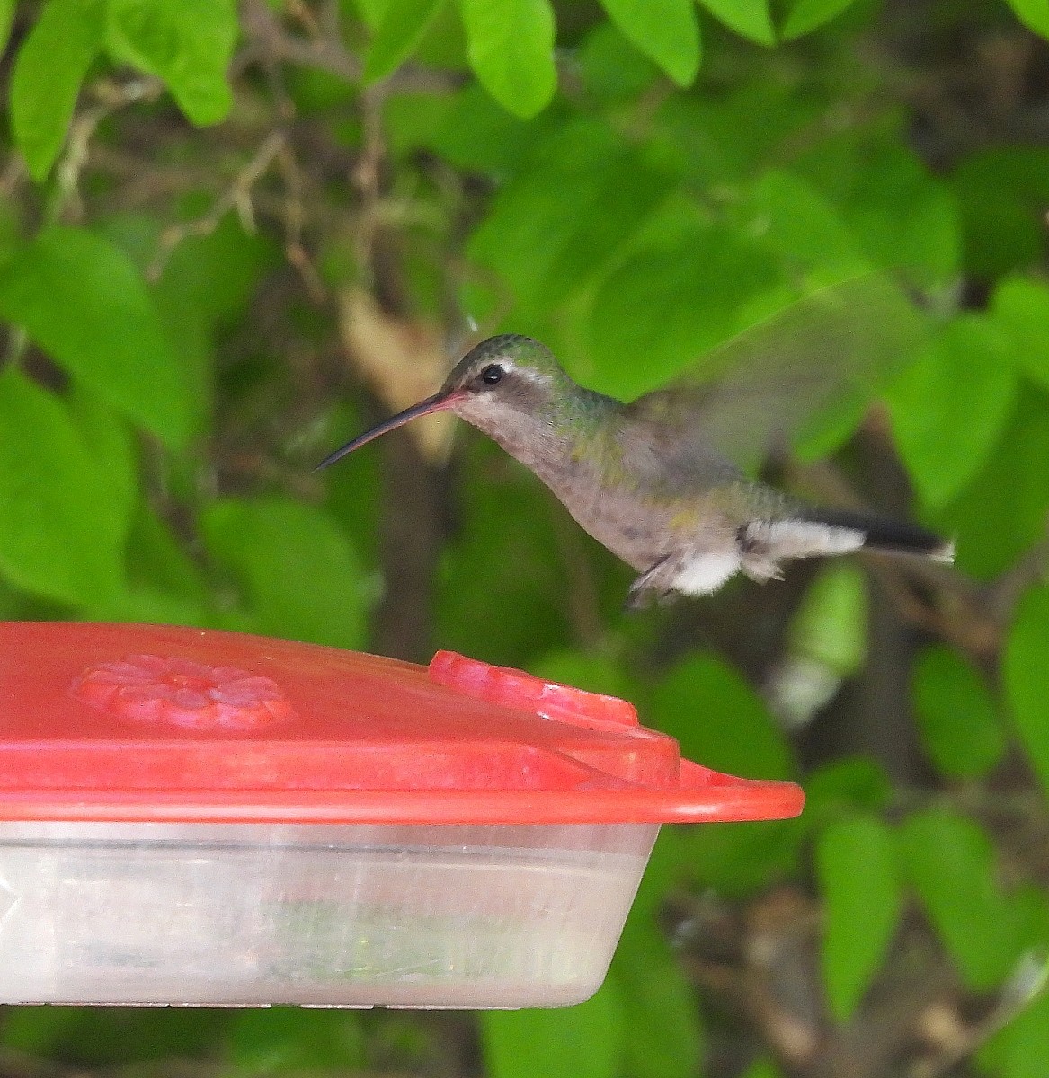 Broad-billed Hummingbird - ML620965969